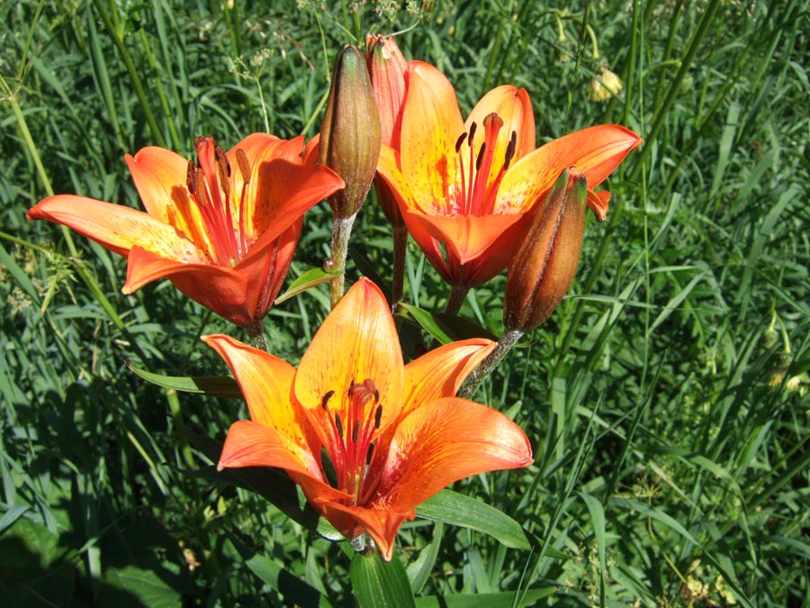 immagini/galleria natura/lilium bulbiferum 017 - Rifugio Costapiana - Valle di Cadore